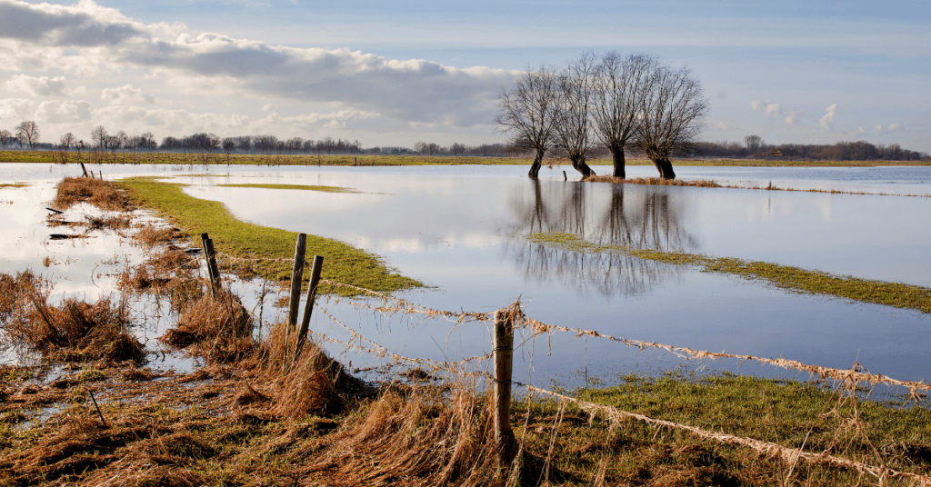 flooded field